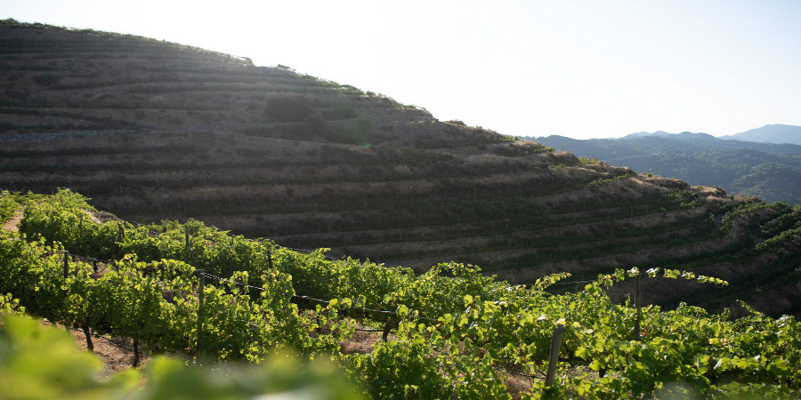 Η δημοφιλής Master of Wine, Jancis Robinson, εγκωμιάζει σε άρθρο της την γηγενή ποικιλία Ξυνιστέρι και το κρασί Πετρίτης.